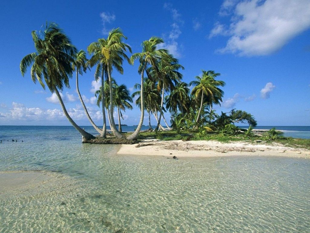 Rüya Tabirleri | Rüyada Palmiye Ağacı Görmek | Belize, Plaj, Palmiye