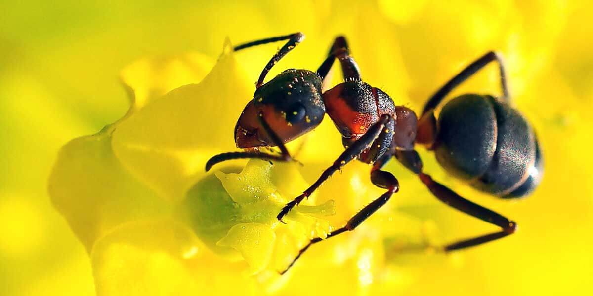 Rüyada Karınca Görmek, Yuvası ve Sürüsü Ne Anlama Gelir? - Diyadinnet