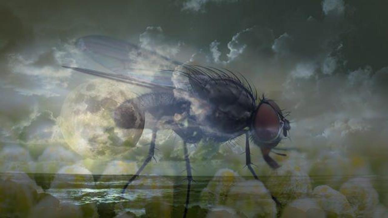 Rüyaya kara sinek görmek ne demek? Rüyada kara sinek kovalamak ne